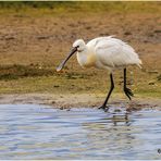 löffler (platalea leucorodia)......