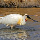 Löffler (Platalea leucorodia)