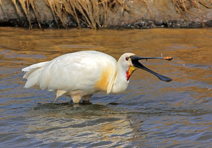 Löffler (Platalea leucorodia)