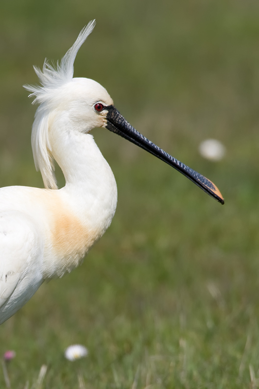 Löffler (Platalea leucorodia)