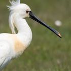 Löffler (Platalea leucorodia)