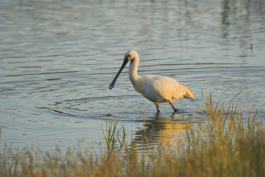 Löffler ~ platalea leucorodia ~