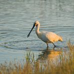 Löffler ~ platalea leucorodia ~