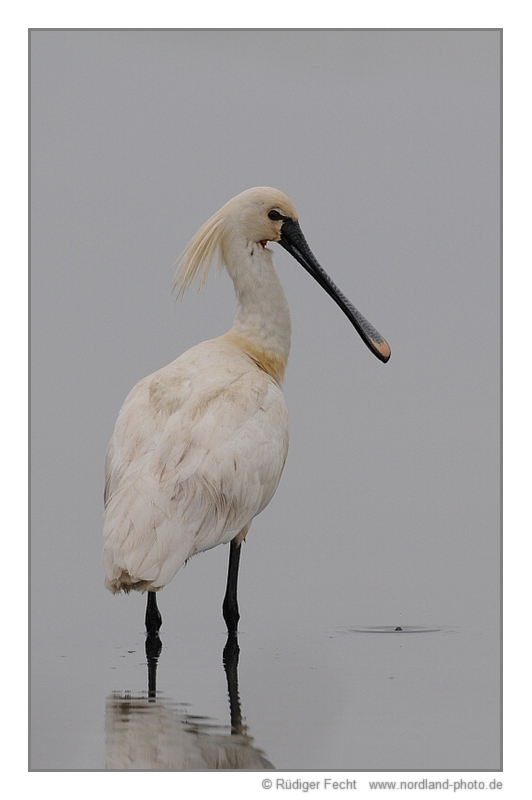 Löffler (Platalea leucorodia) ...