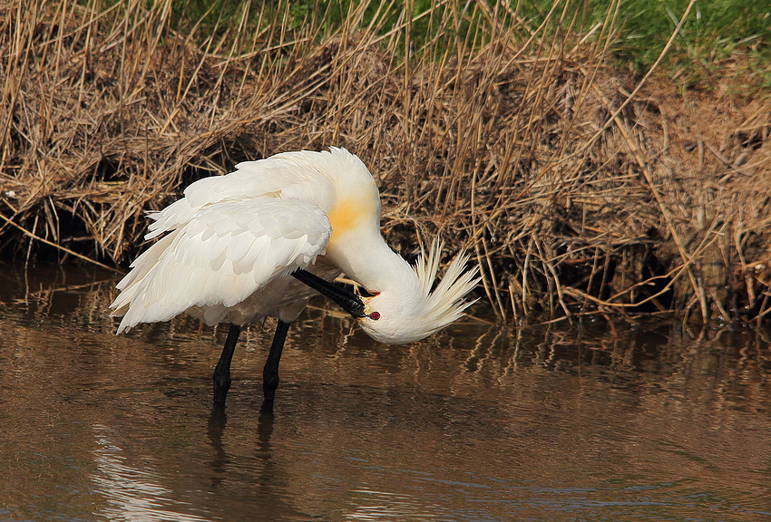 Löffler (Platalea leucorodia)