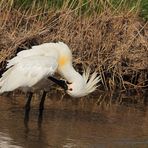 Löffler (Platalea leucorodia)