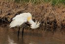 Löffler (Platalea leucorodia) von Heinz Schmalenstroth