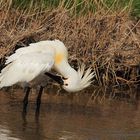 Löffler (Platalea leucorodia)