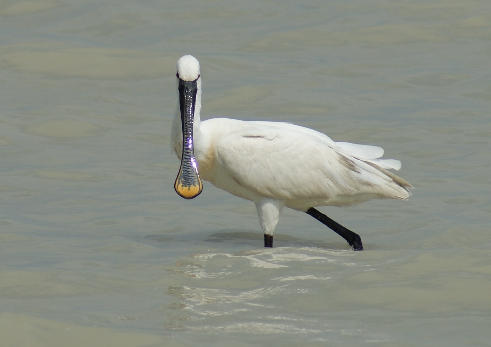 Löffler (Platalea leucorodia)