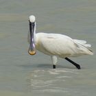 Löffler (Platalea leucorodia)