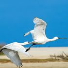 Löffler (Platalea leucorodia)