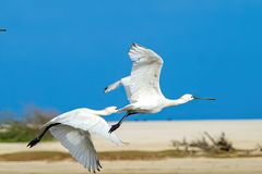 Löffler (Platalea leucorodia)