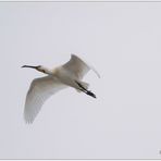 löffler (platalea leucorodia)a.....