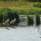 Löffler-Reiher