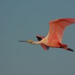 Löffler - Roseate Spoonbill (Ajaia ajaia)