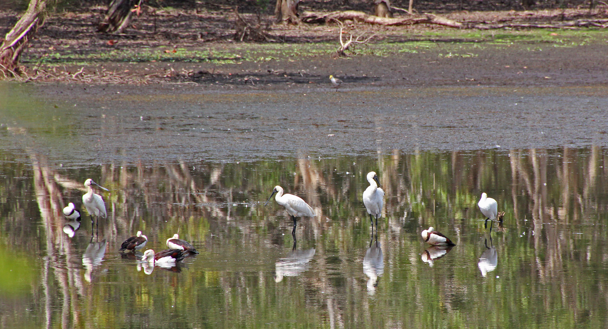 Löffler und Gänse am Billabong