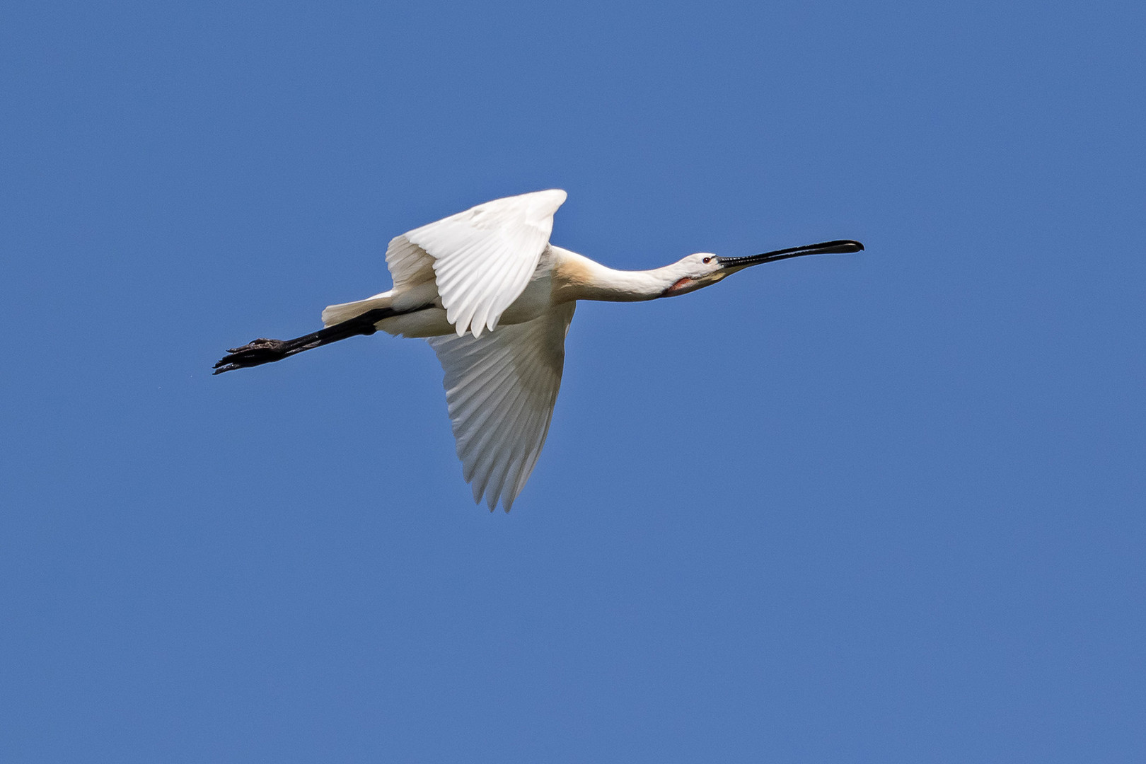 Löffler vor blauem Himmel