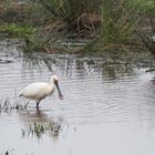 Löffler - zu Gast in Ostfriesland