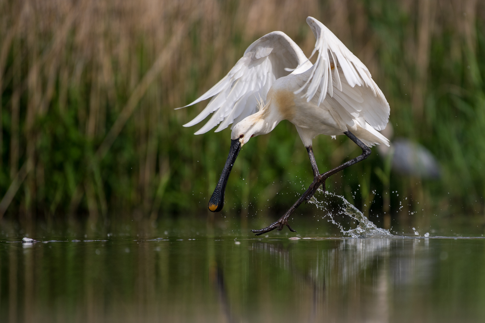 Löfflerballett (Platalea leucorodia)