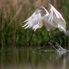 Löfflerballett (Platalea leucorodia)