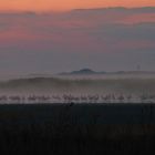 Löfflergruppe bei Sonnenaufgang