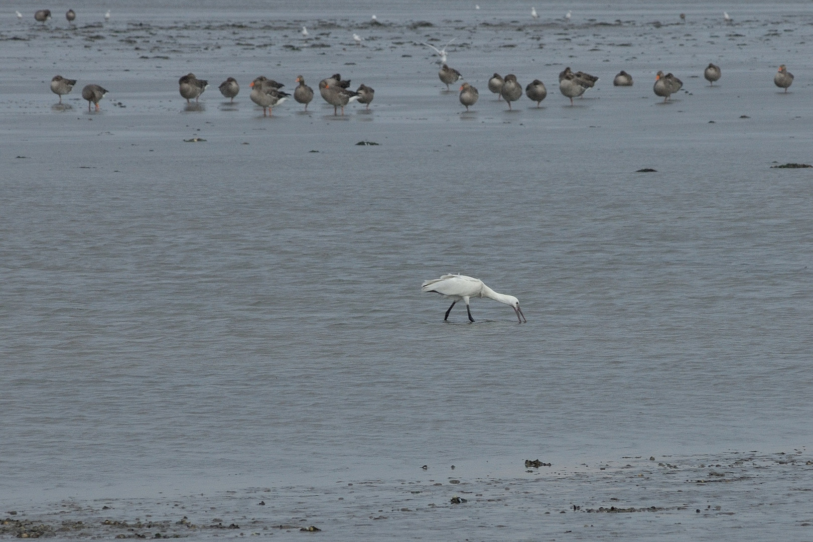 Löfflers Löffelei im Wattenmeer ...