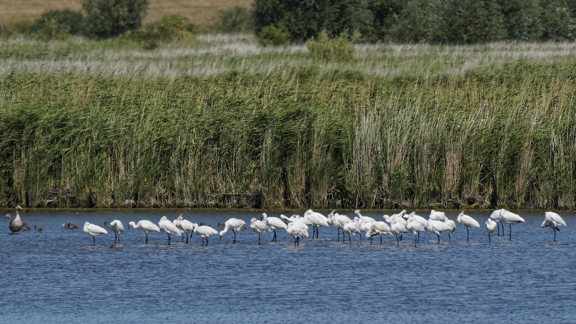 Löfflerschwarm im seichten Feuchtgebiet mit Schilfgürtel bei Greetsiel