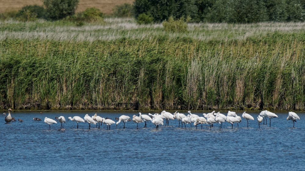 Löfflerschwarm im seichten Feuchtgebiet mit Schilfgürtel bei Greetsiel