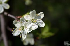 Löhner Kirschblüten