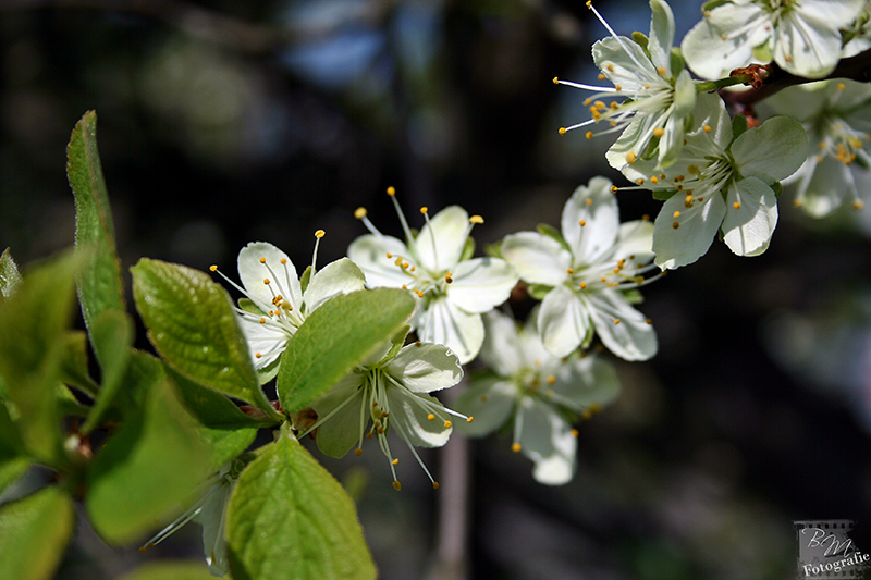 Löhner Kirschblüten II