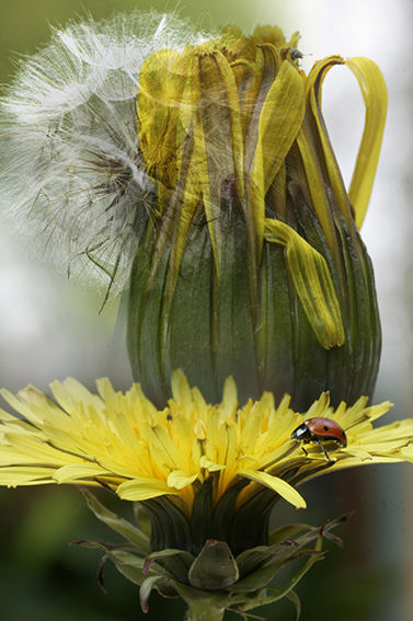 Löhwenzahncollage