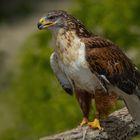 L'oeil aux aguets (Buteo regalis, buse royale)