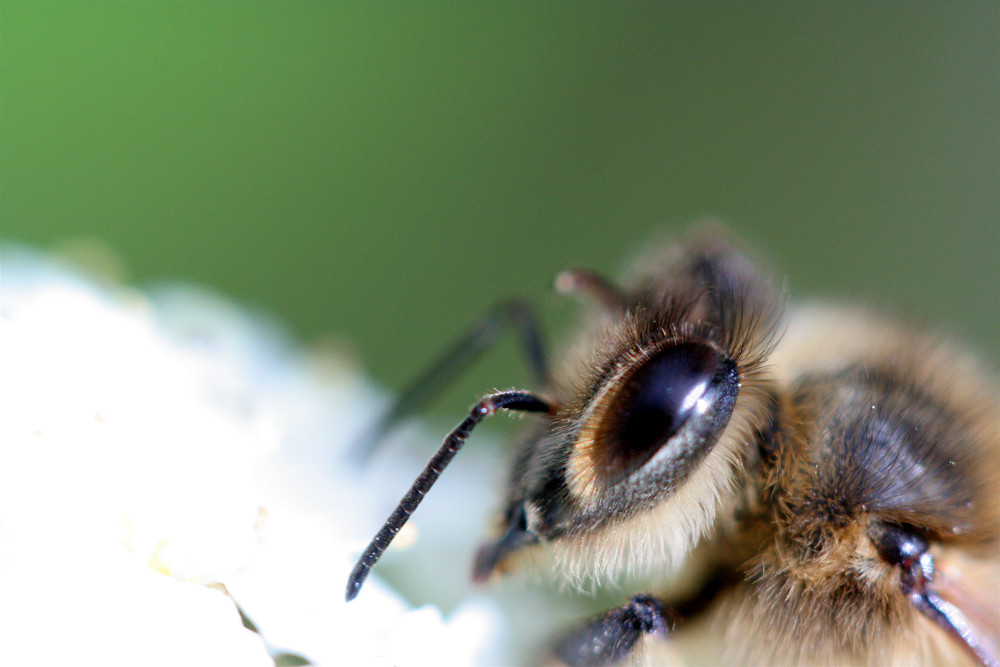 L'oeil butineur