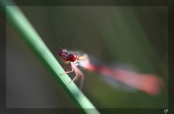 L'oeil dans les yeux