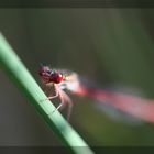 L'oeil dans les yeux