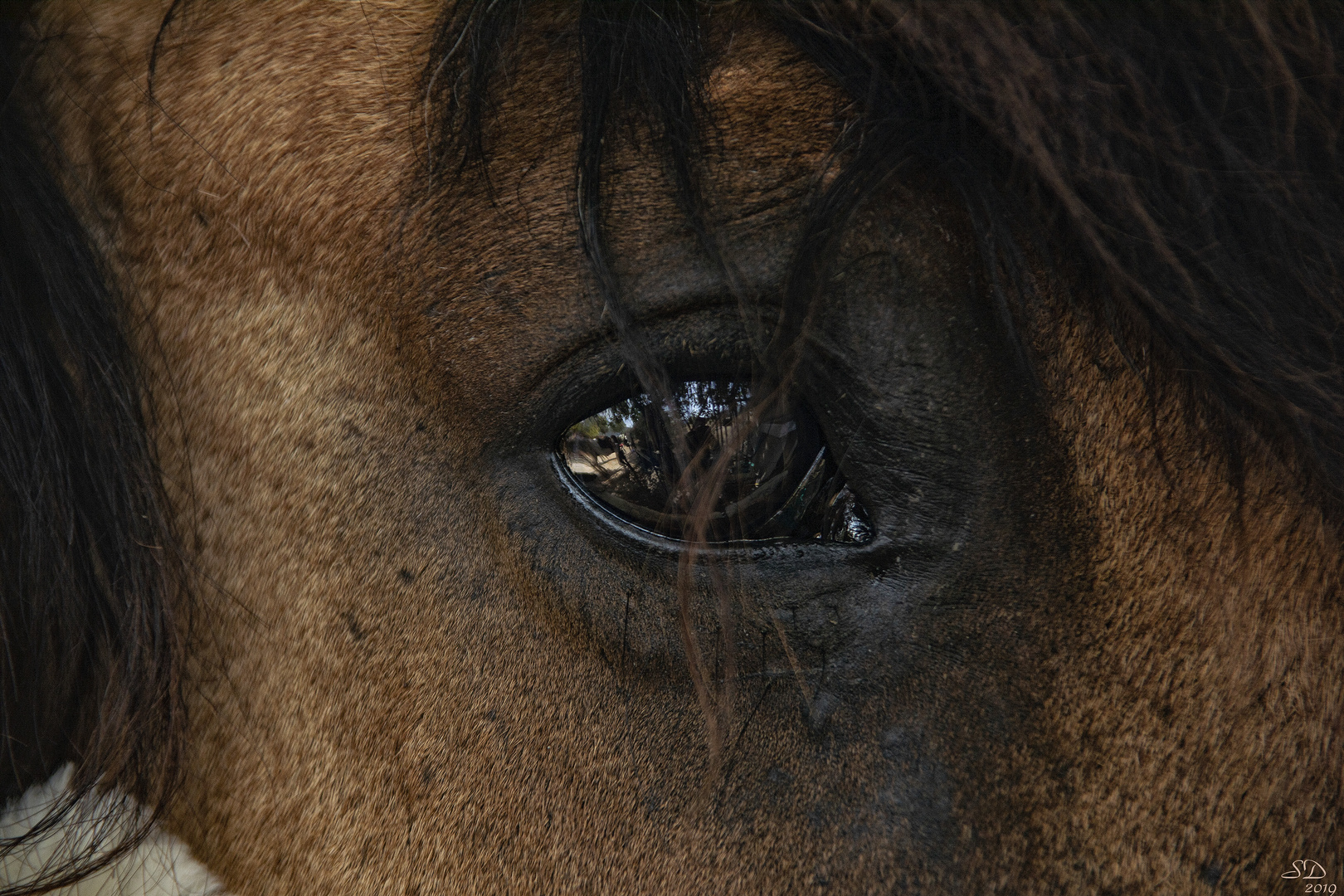 L'oeil de Candice