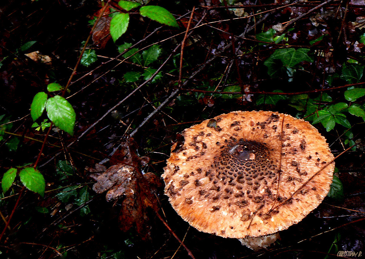 L'oeil de la  coulemelle.