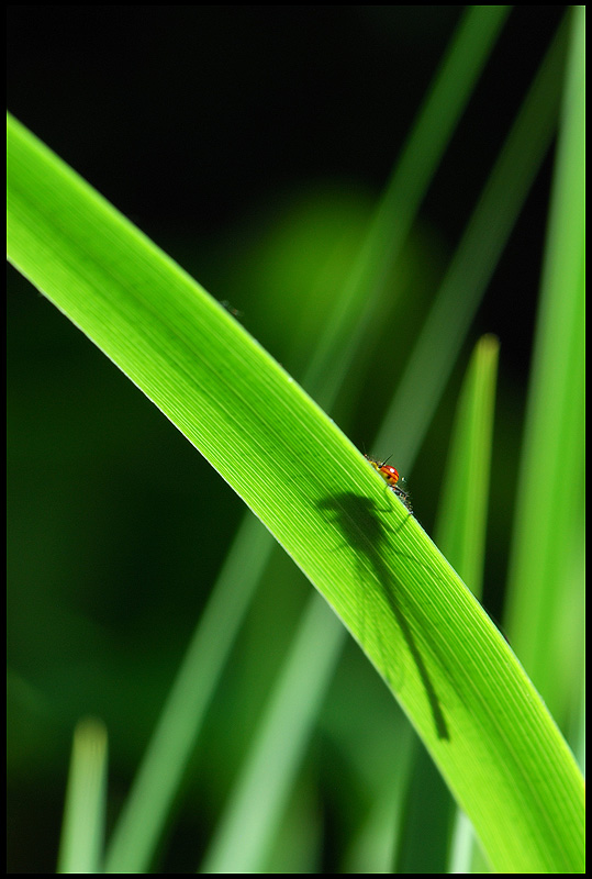 L'oeil de l'agrion