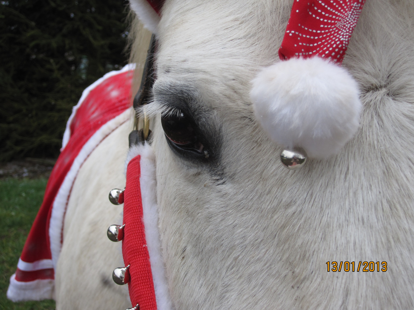 l'oeil de noël