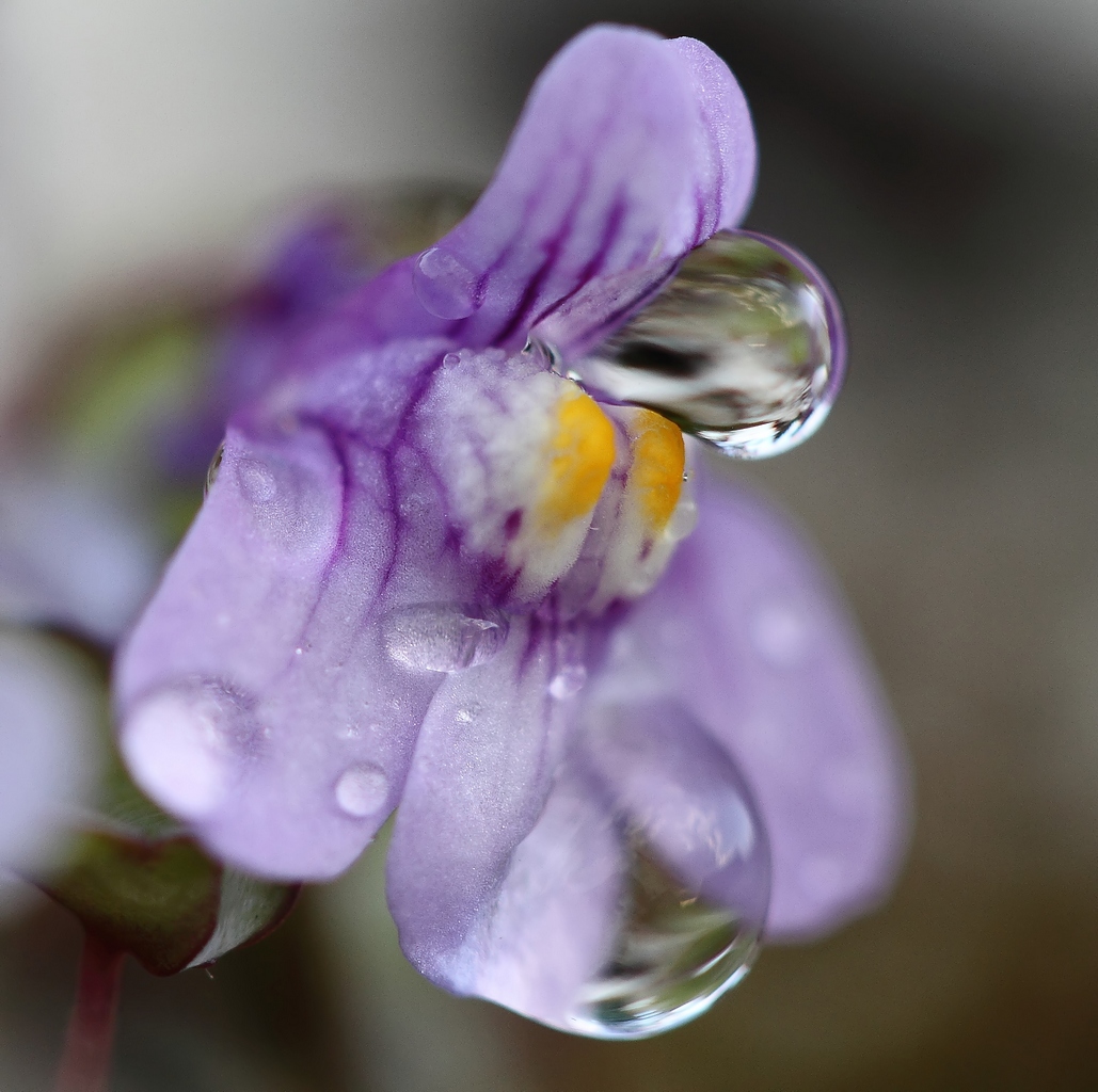 L'oeil de verre