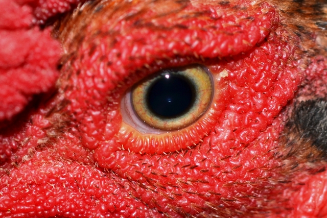 L`oeil du Coq!