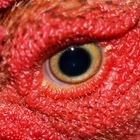 L`oeil du Coq!