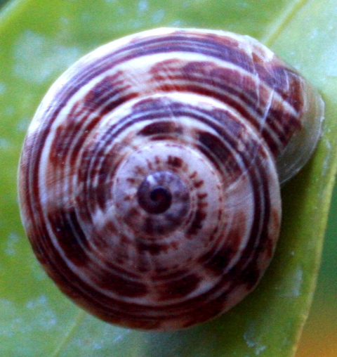 l'oeil du cyclone