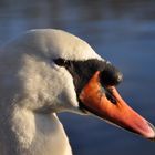 L'oeil du Cygne