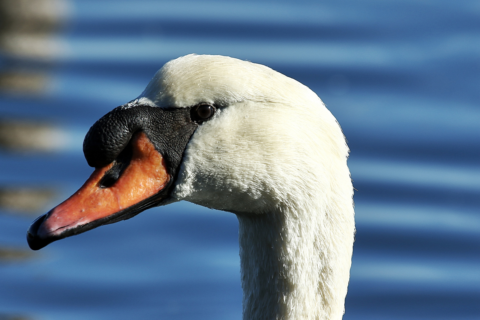 L'oeil du cygne !