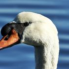 L'oeil du cygne !