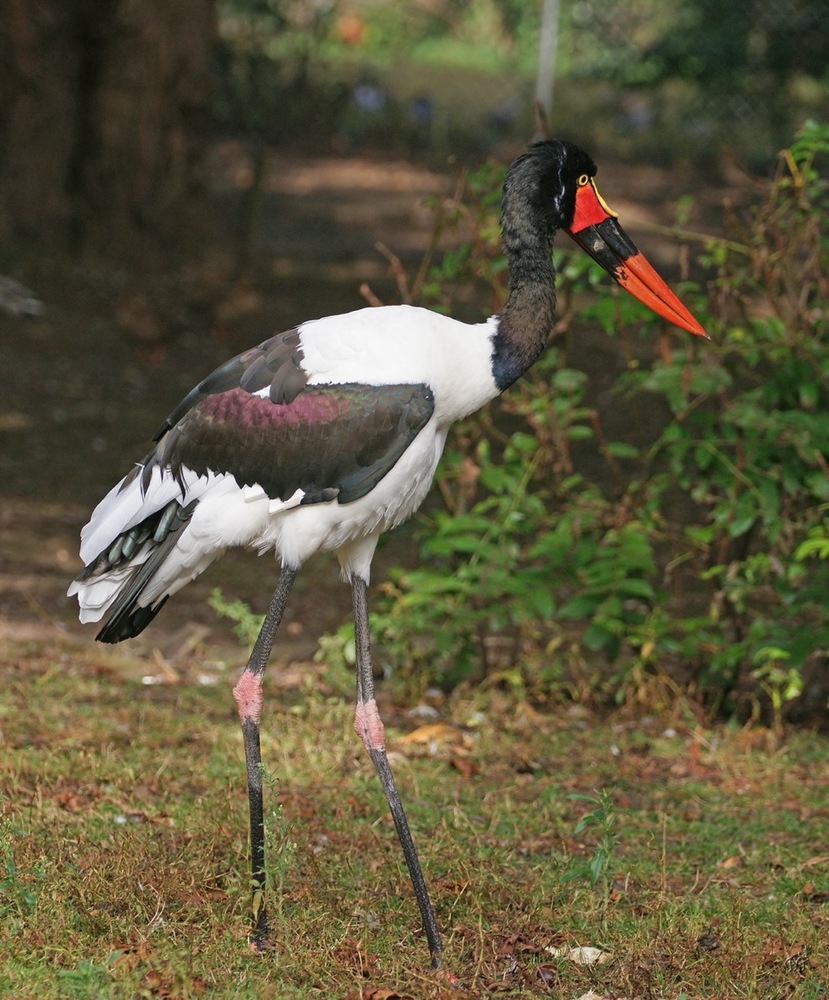 l'oeil du Jabiru