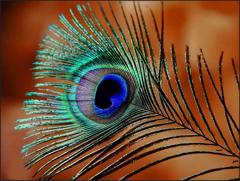 L'oeil du paon photo et image animaux, animaux sauvages, oiseaux Images L'oeil du paon photo et image animaux, animaux sauvages, oiseaux Images