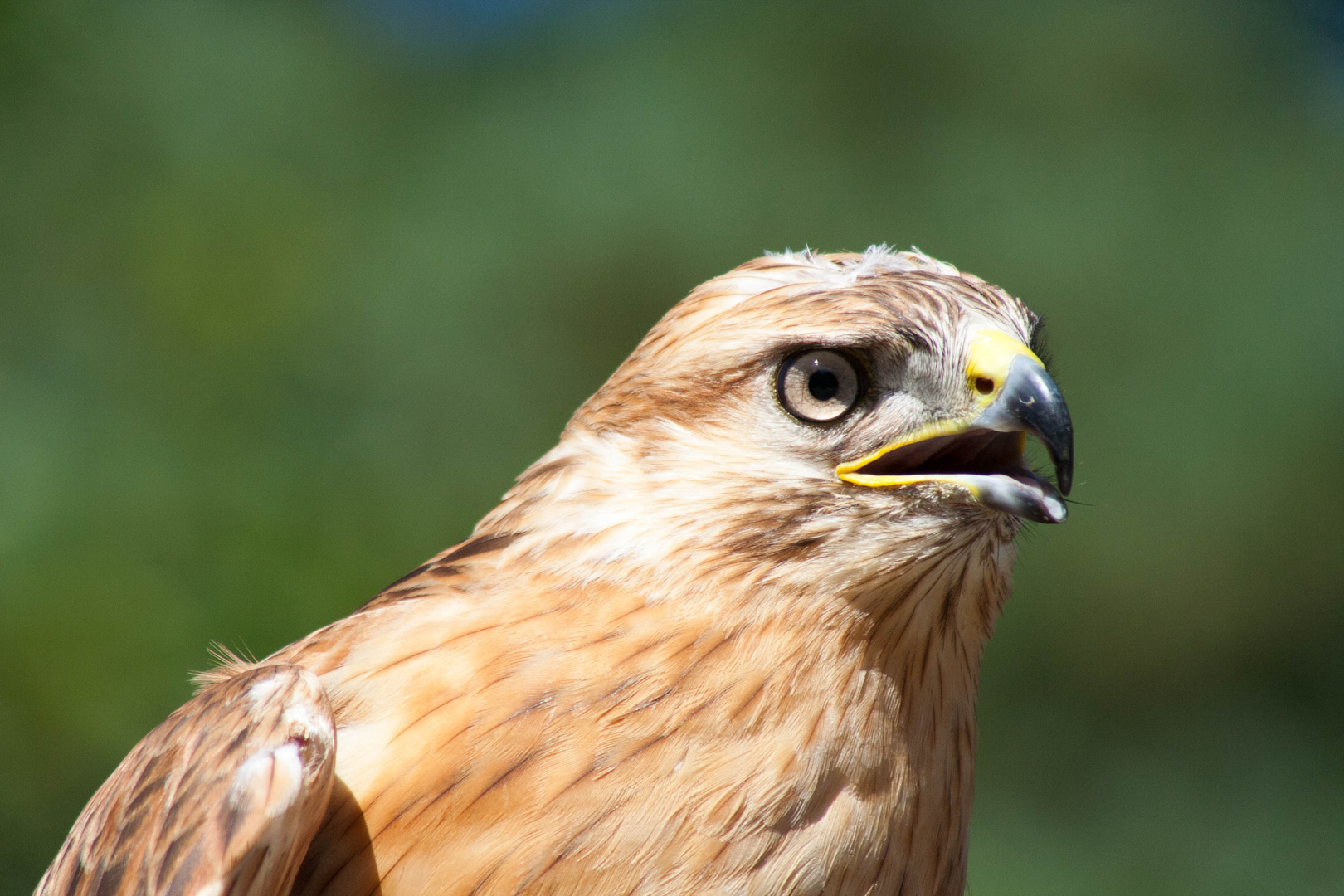 l'oeil du rapace