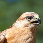 l'oeil du rapace